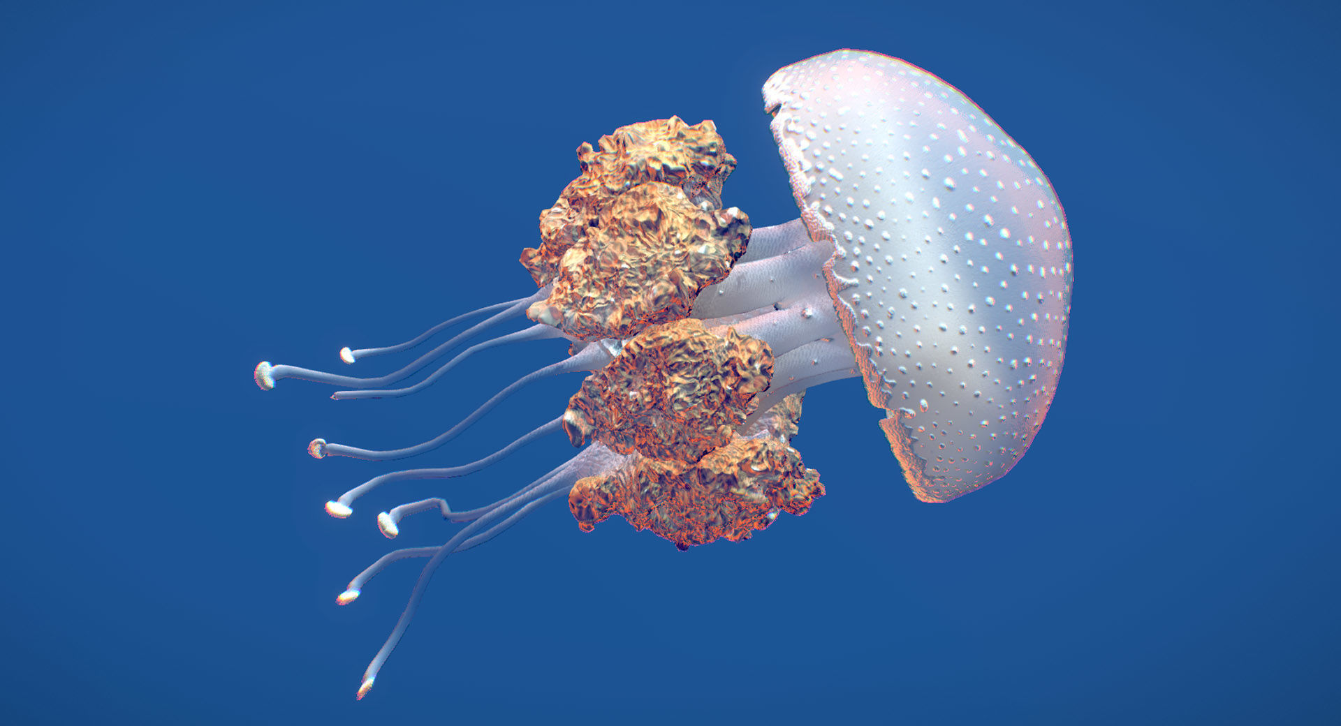 White-Spotted Jellyfish 3D model_1