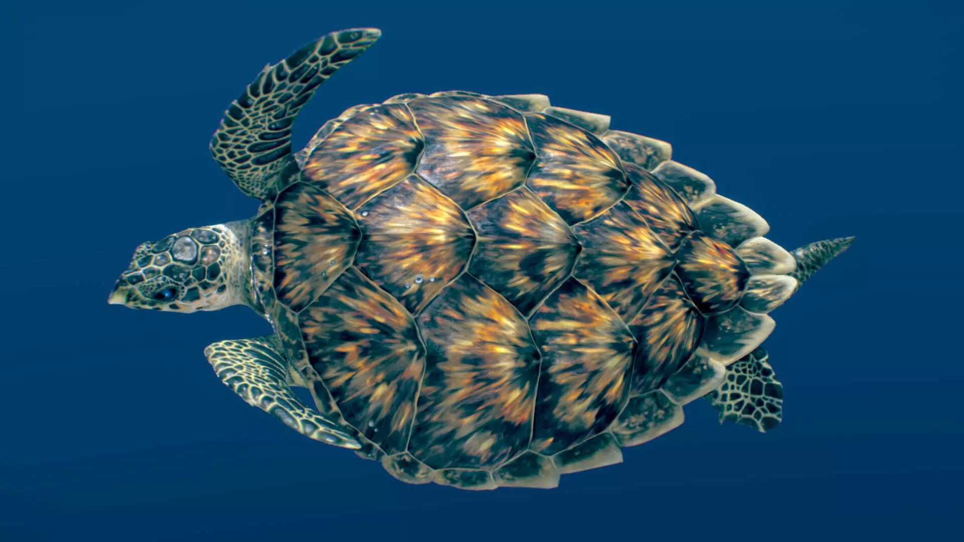 Hawksbill Sea Turtle  3D model_0