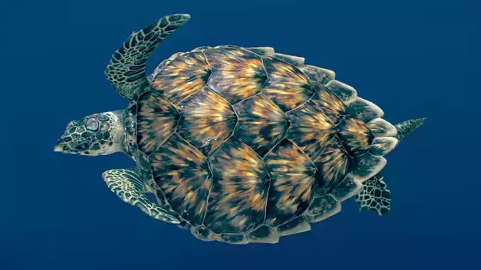 Hawksbill Sea Turtle 