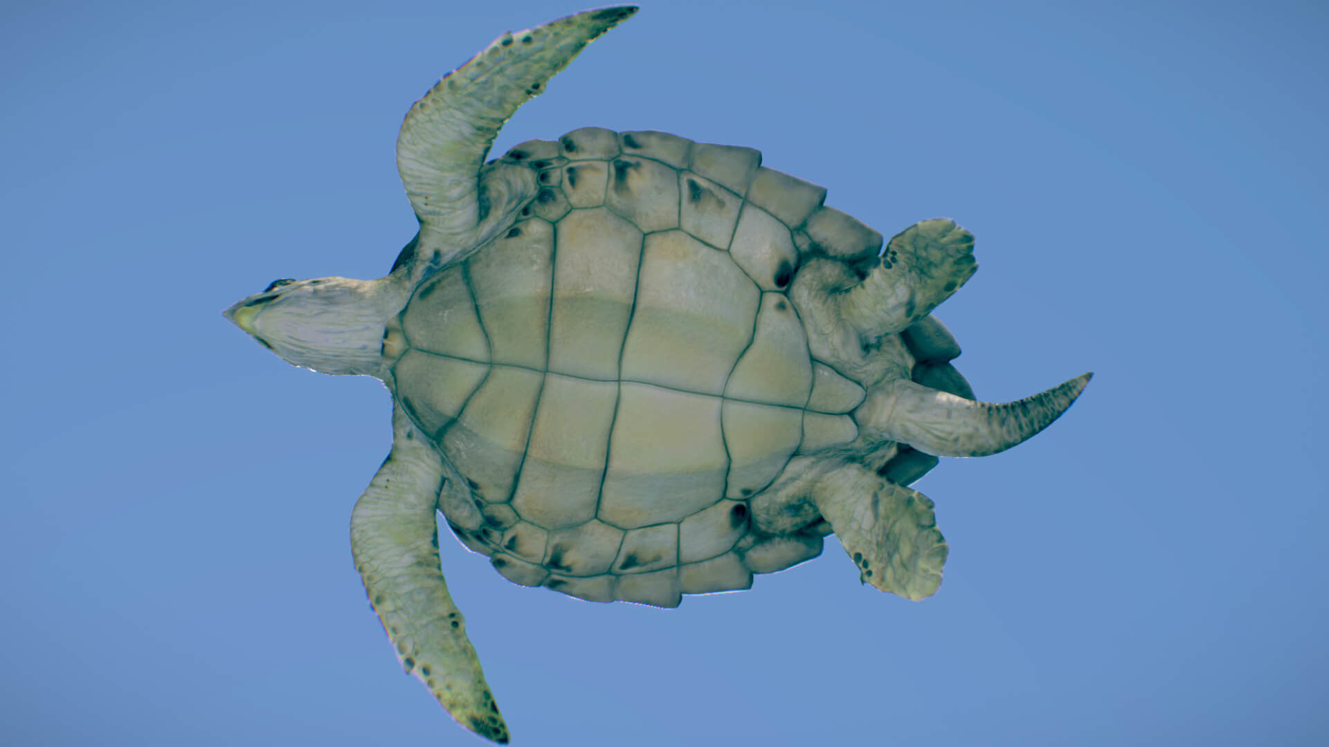Hawksbill Sea Turtle  3D model_3