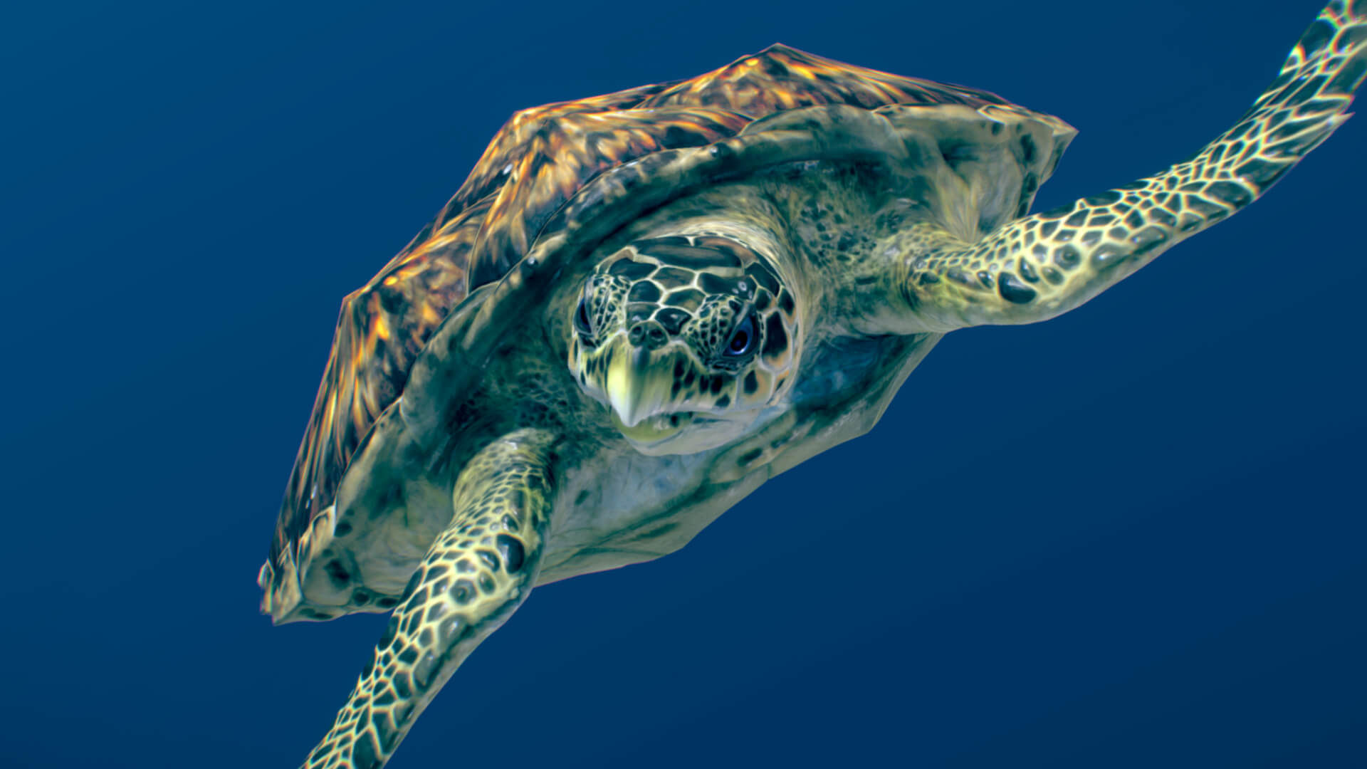 Hawksbill Sea Turtle  3D model_1