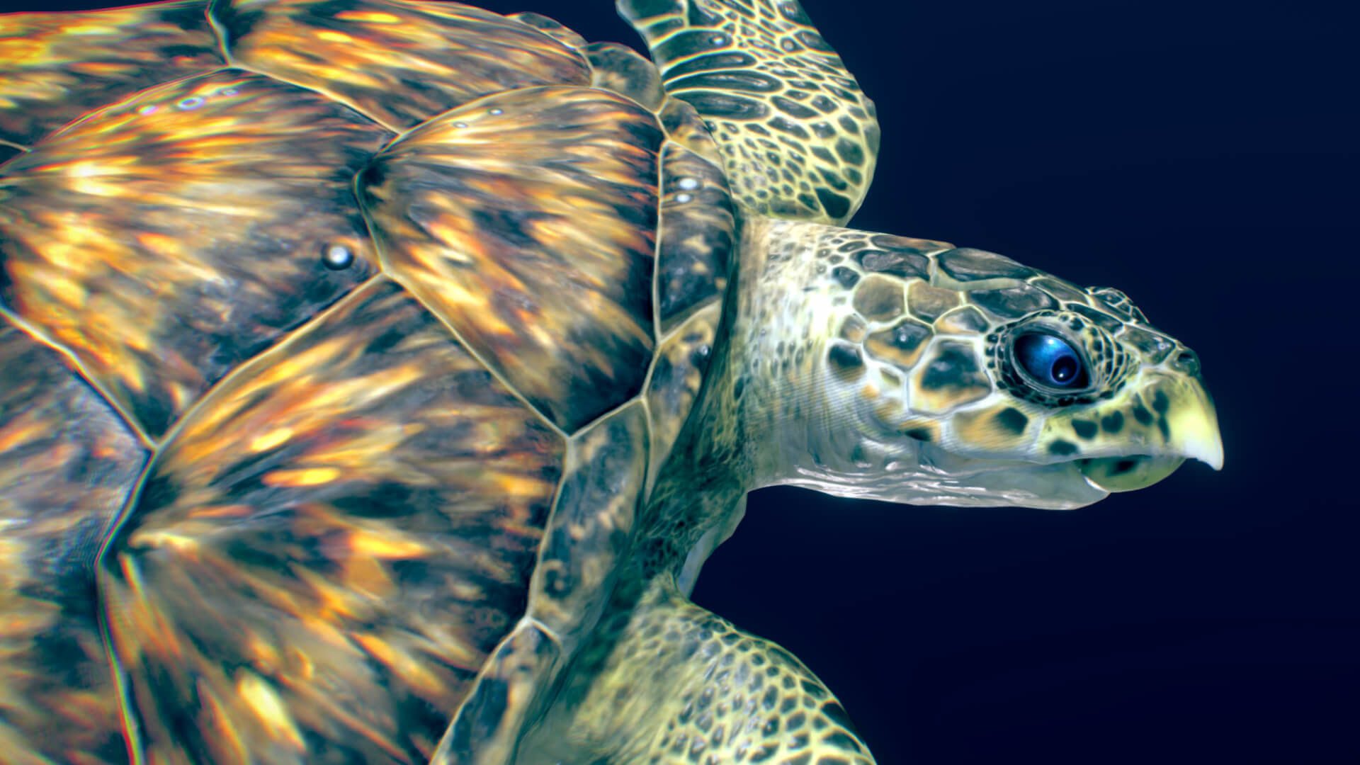 Hawksbill Sea Turtle  3D model_2