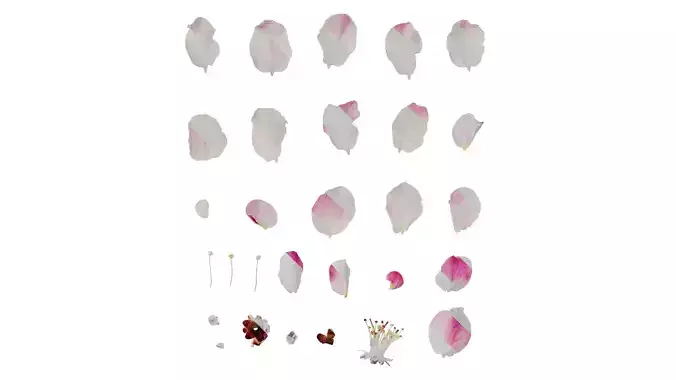 Anydrafts Malus micromalus Flower 01