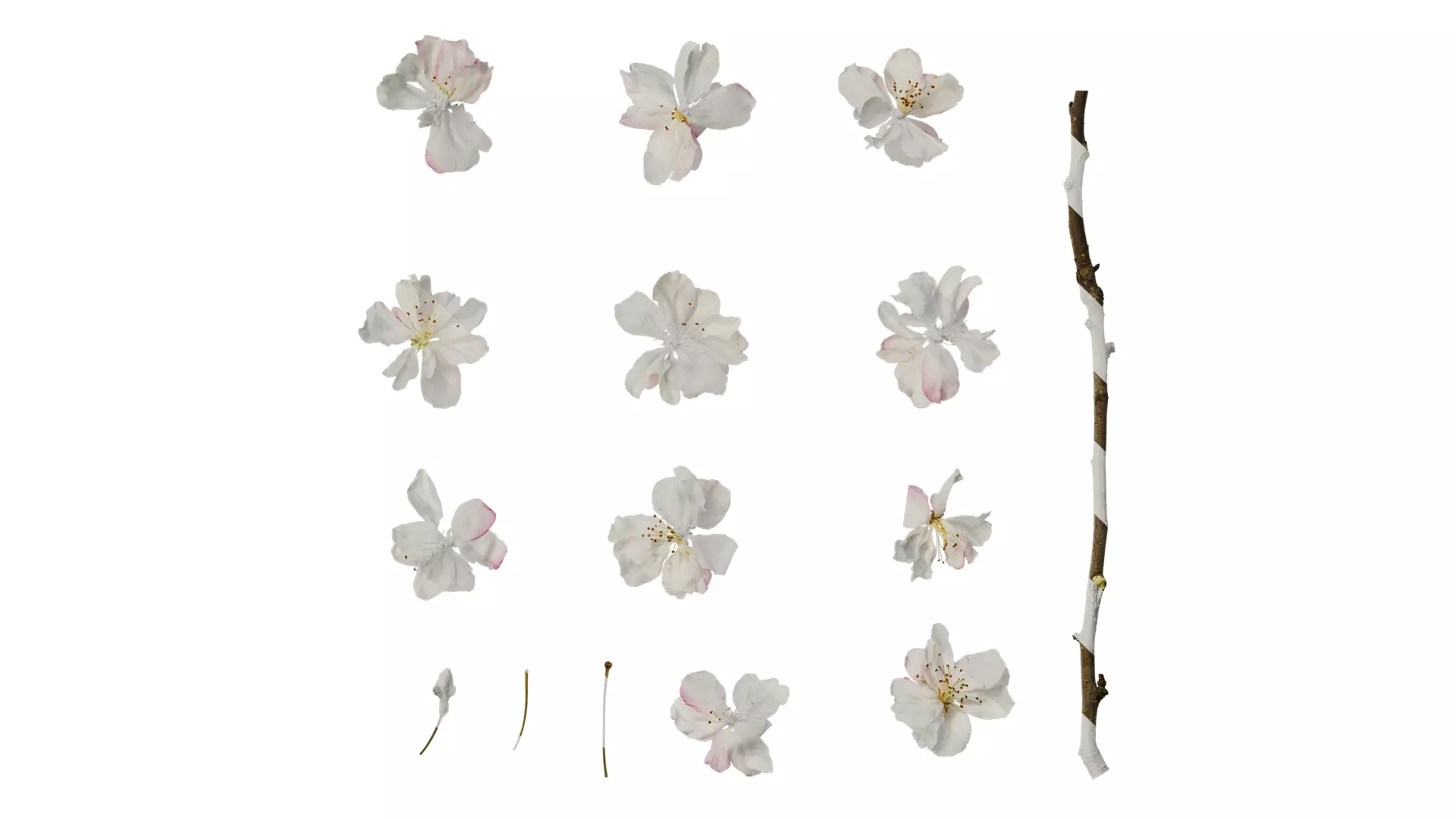 Anydrafts Malus micromalus Flower 06 Texture_0