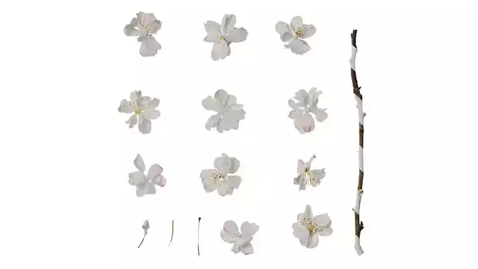 Anydrafts Malus micromalus Flower 06