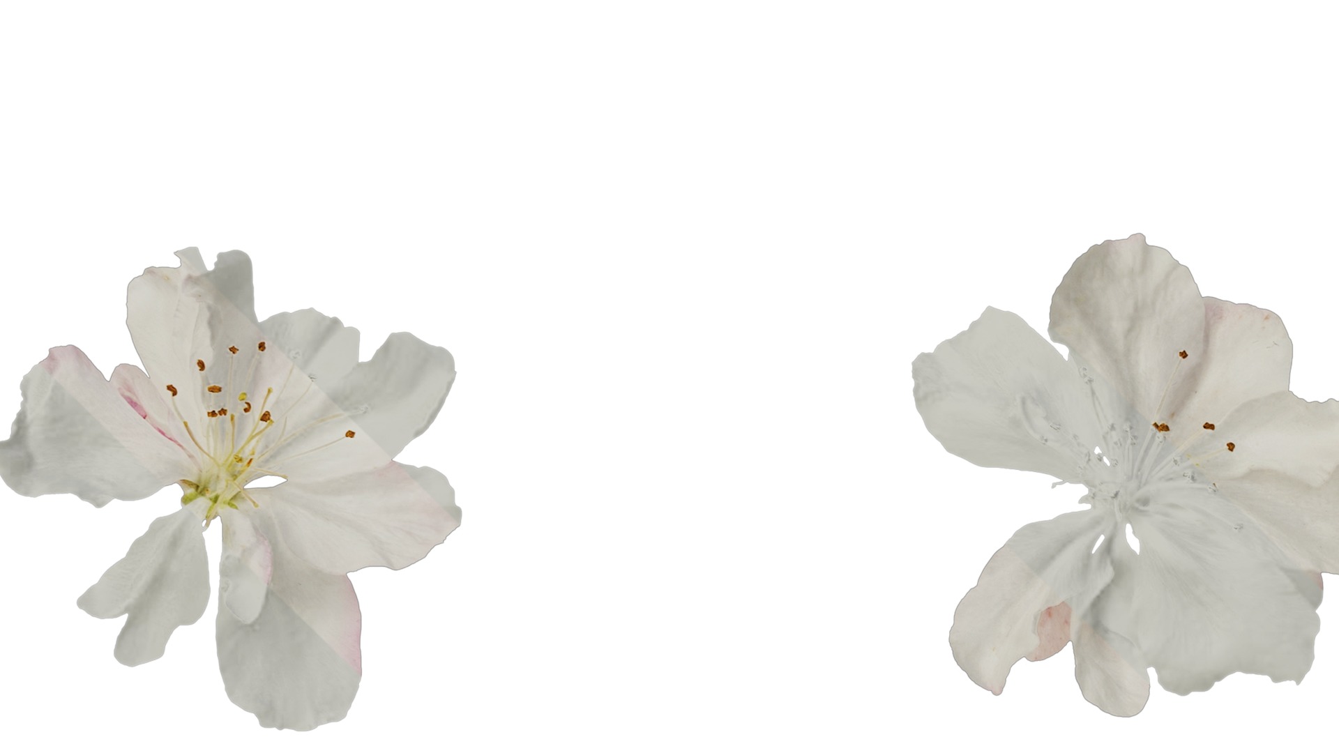 Anydrafts Malus micromalus Flower 06 Texture_3