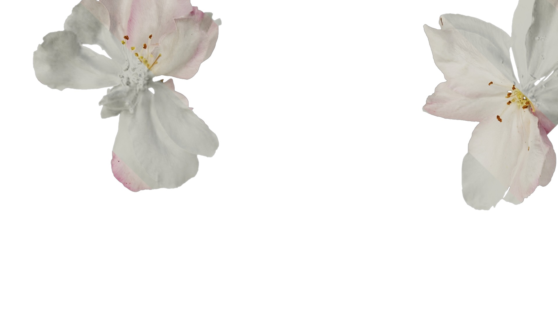 Anydrafts Malus micromalus Flower 06 Texture_1