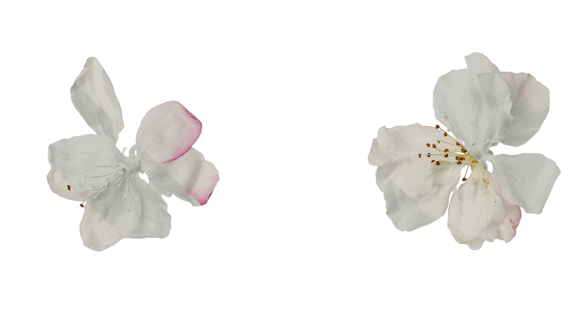 Anydrafts Malus micromalus Flower 06 Texture_5