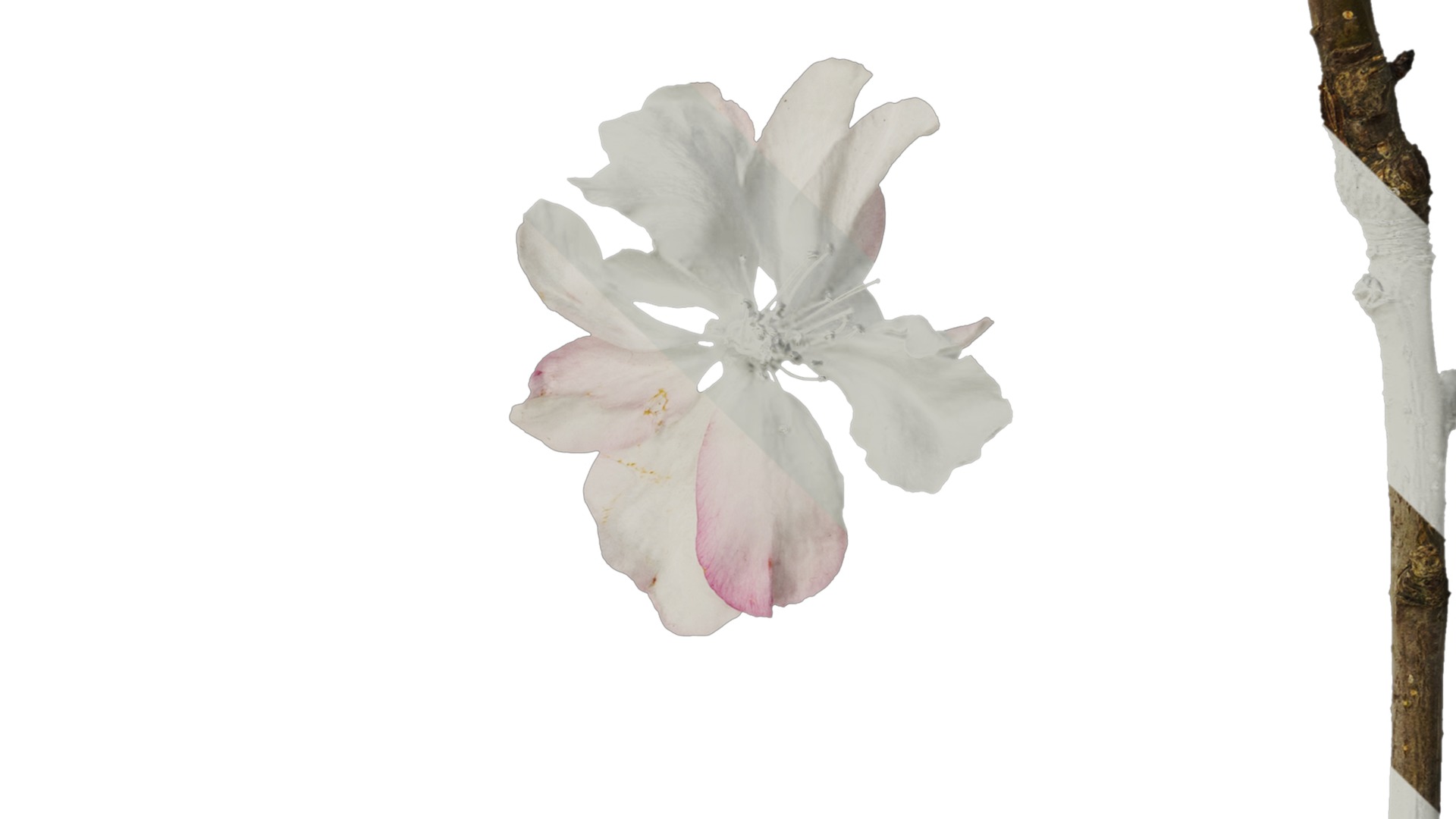 Anydrafts Malus micromalus Flower 06 Texture_4