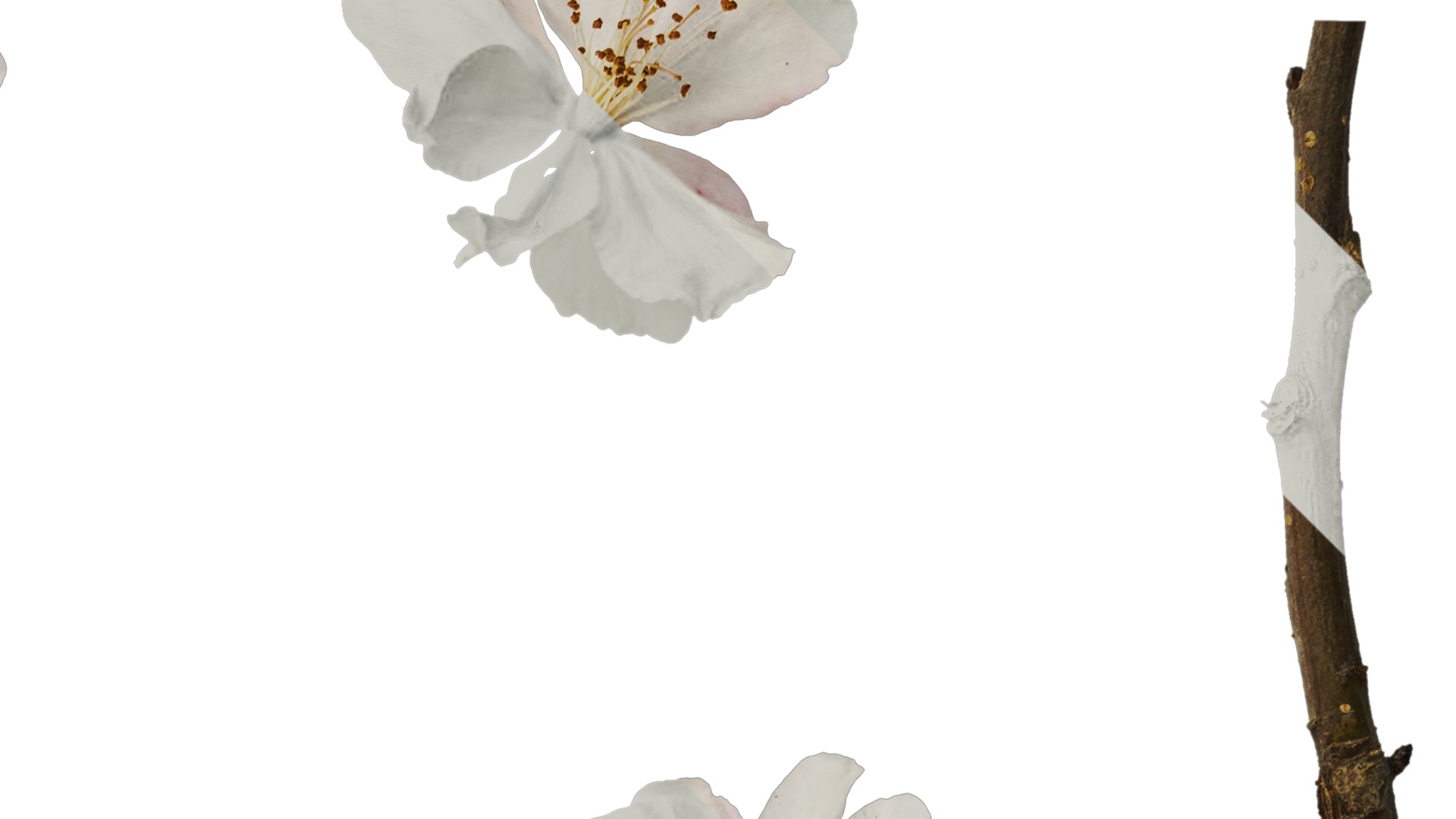 Anydrafts Malus micromalus Flower 06 Texture_2