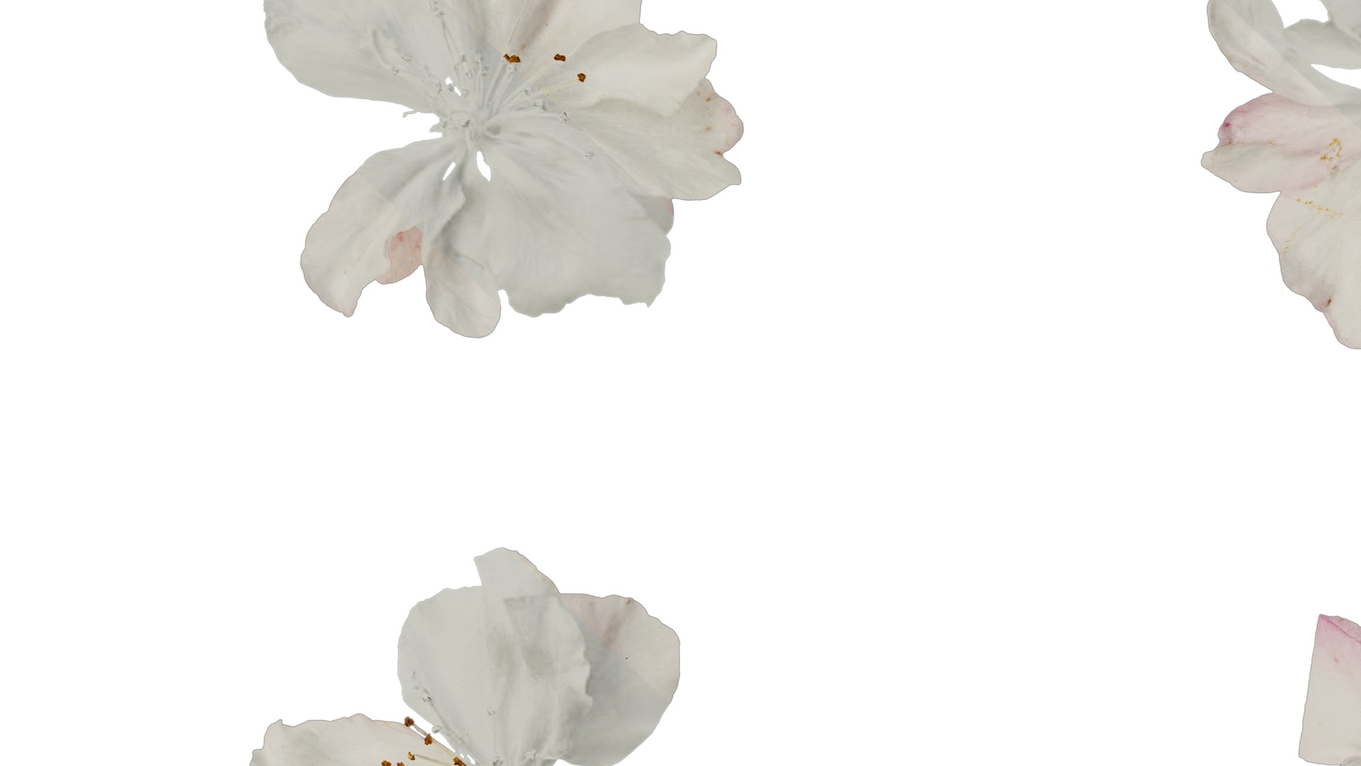 Anydrafts Malus micromalus Flower 06 Texture_7