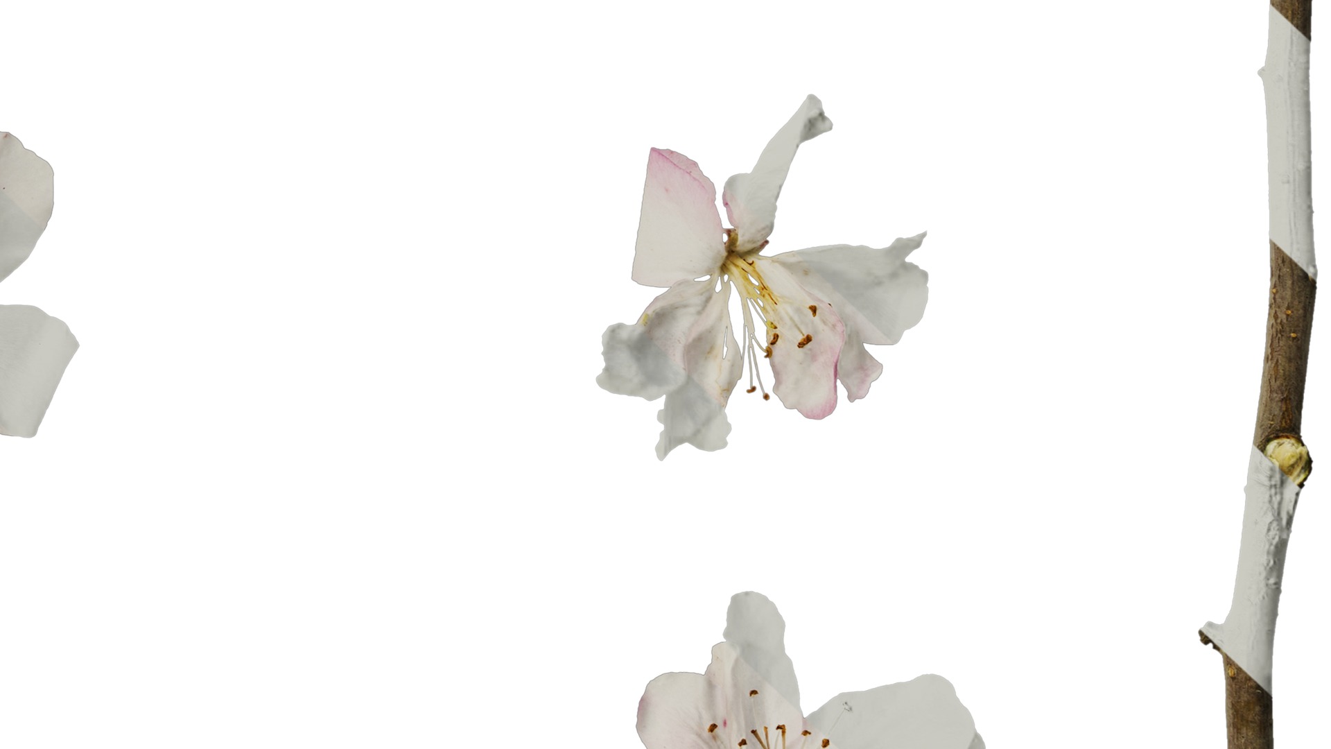 Anydrafts Malus micromalus Flower 06 Texture_6