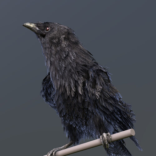 American Crow 3D model