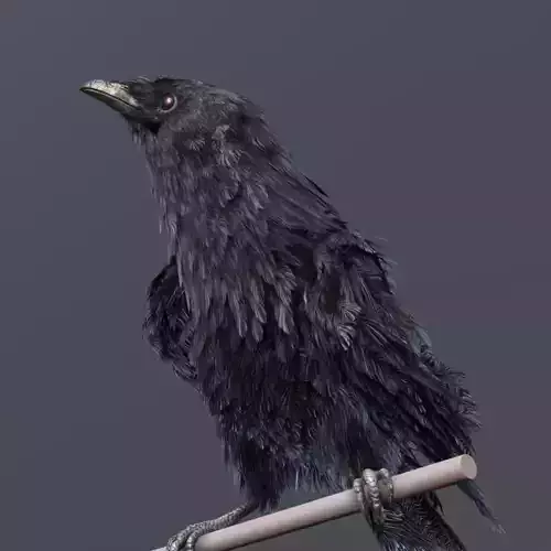 American Crow