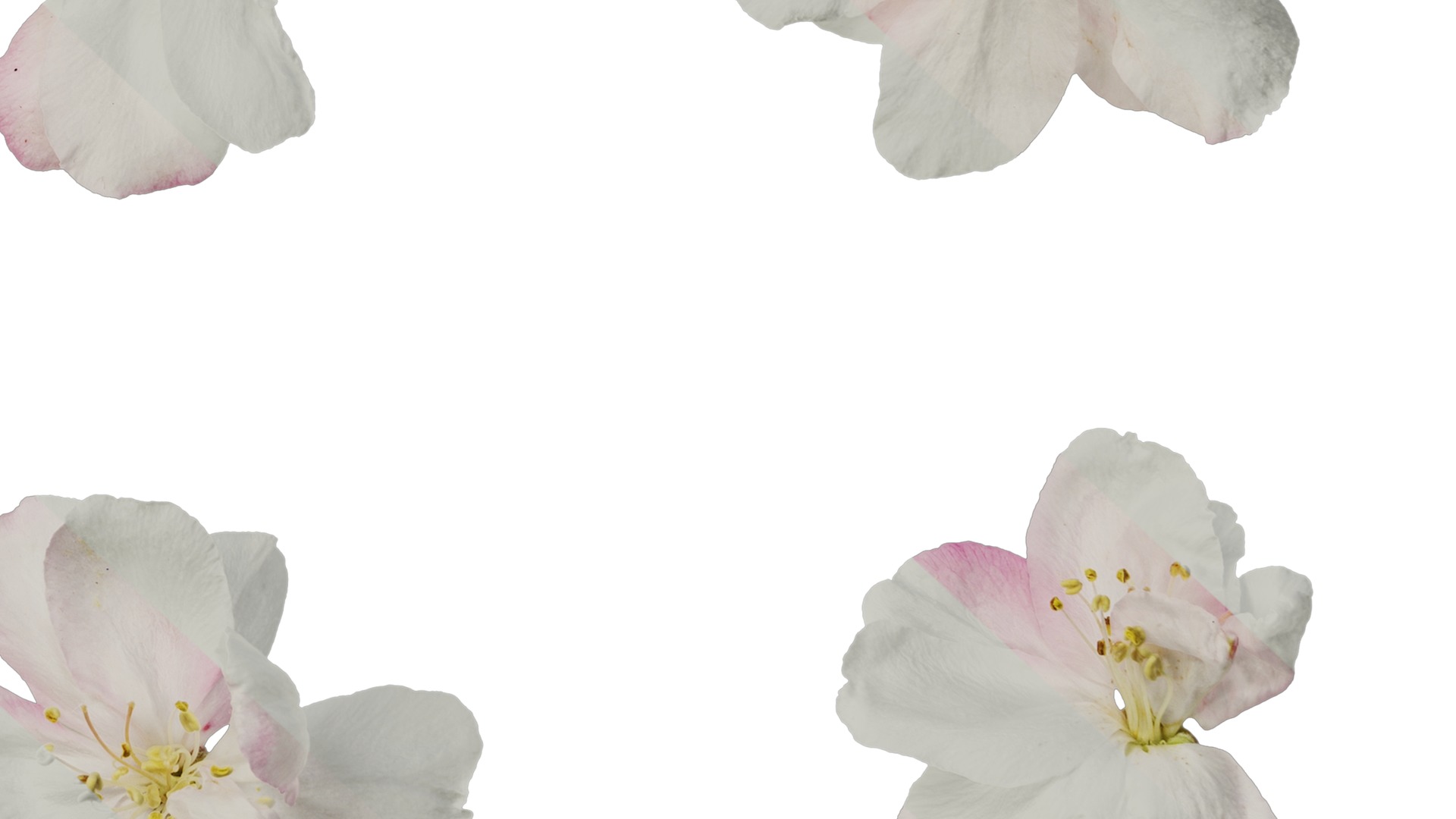 Anydrafts Malus micromalus Flower 07 Texture_6