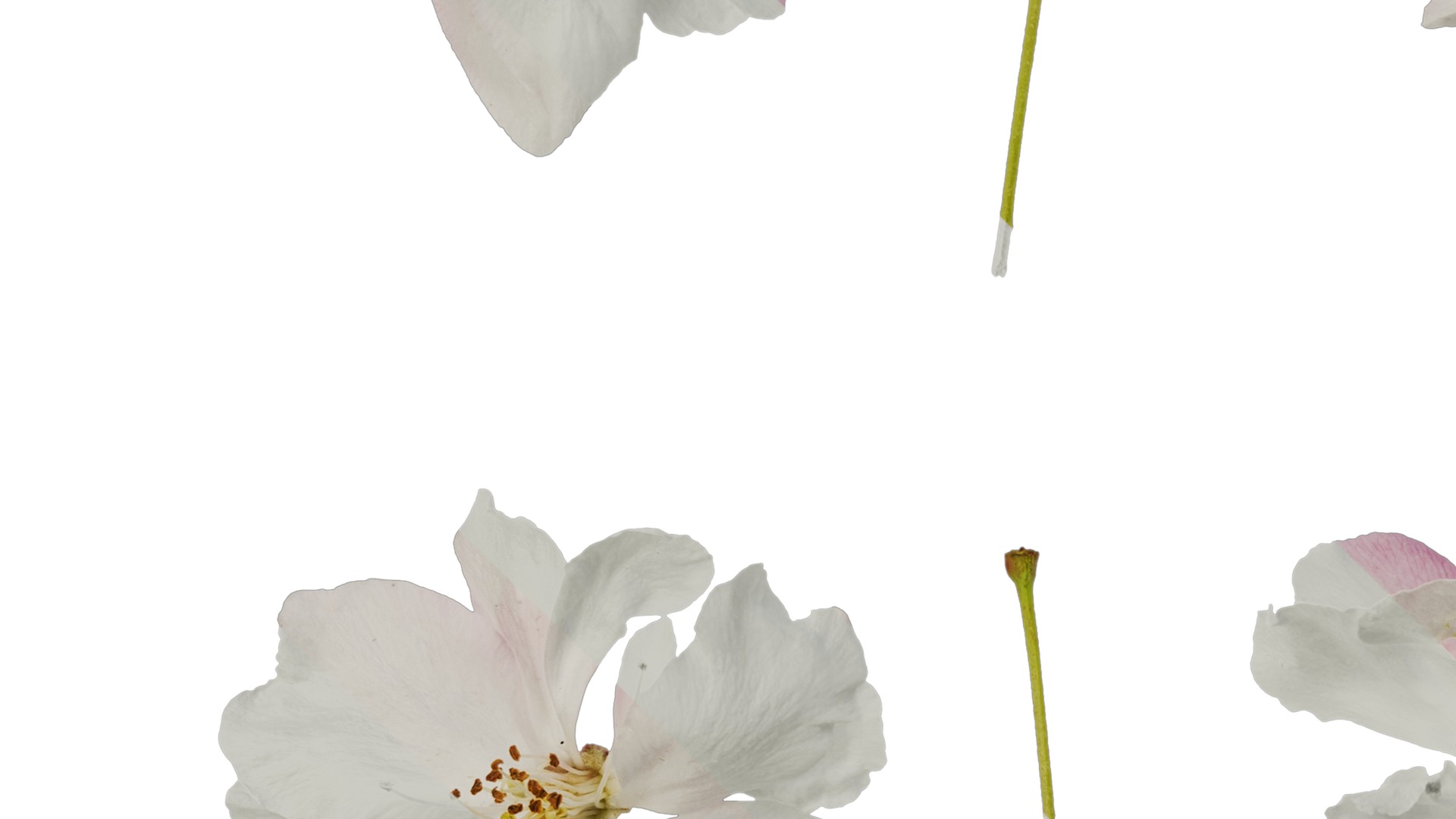 Anydrafts Malus micromalus Flower 07 Texture_3