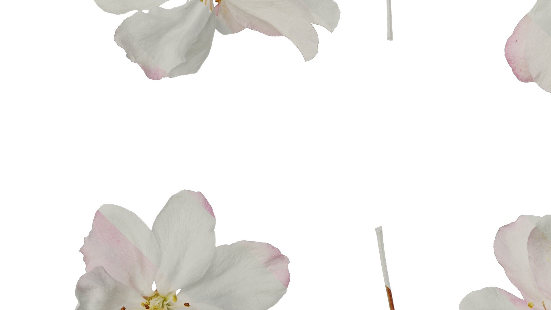 Anydrafts Malus micromalus Flower 07 Texture_5