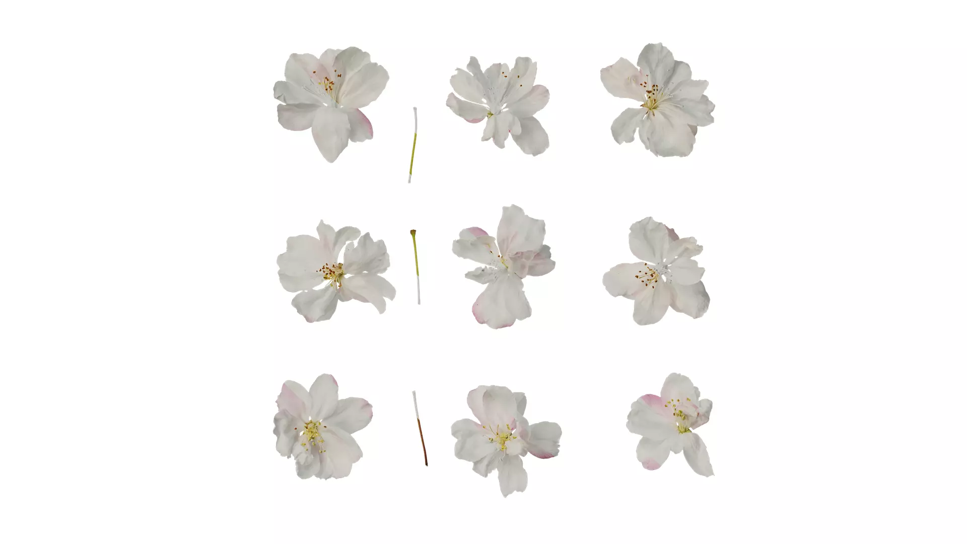 Anydrafts Malus micromalus Flower 07 Texture_0