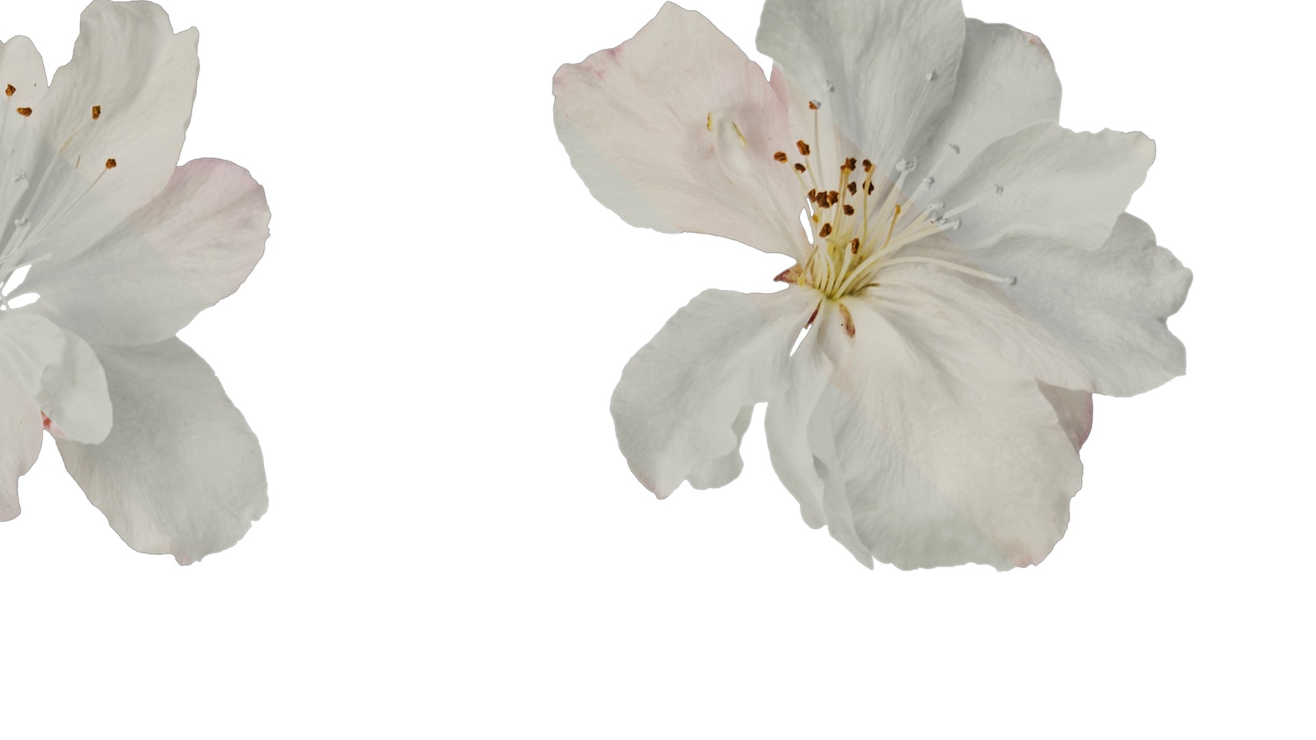 Anydrafts Malus micromalus Flower 07 Texture_2