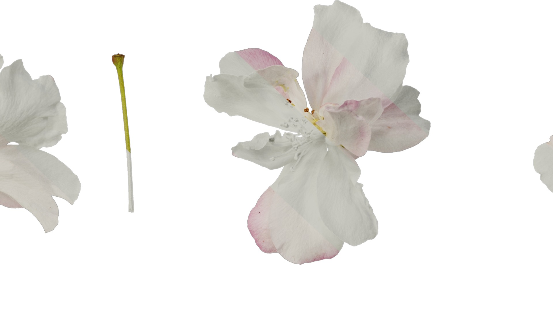 Anydrafts Malus micromalus Flower 07 Texture_7