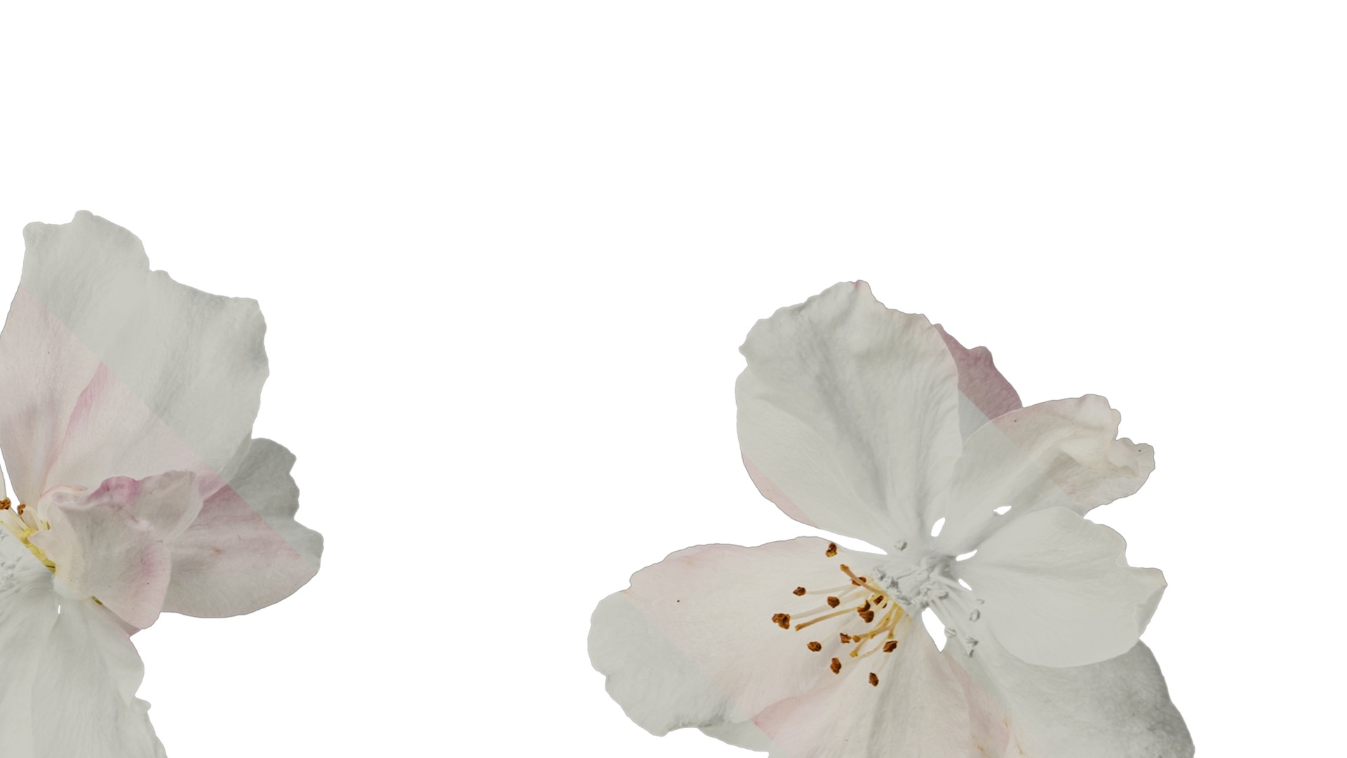 Anydrafts Malus micromalus Flower 07 Texture_4