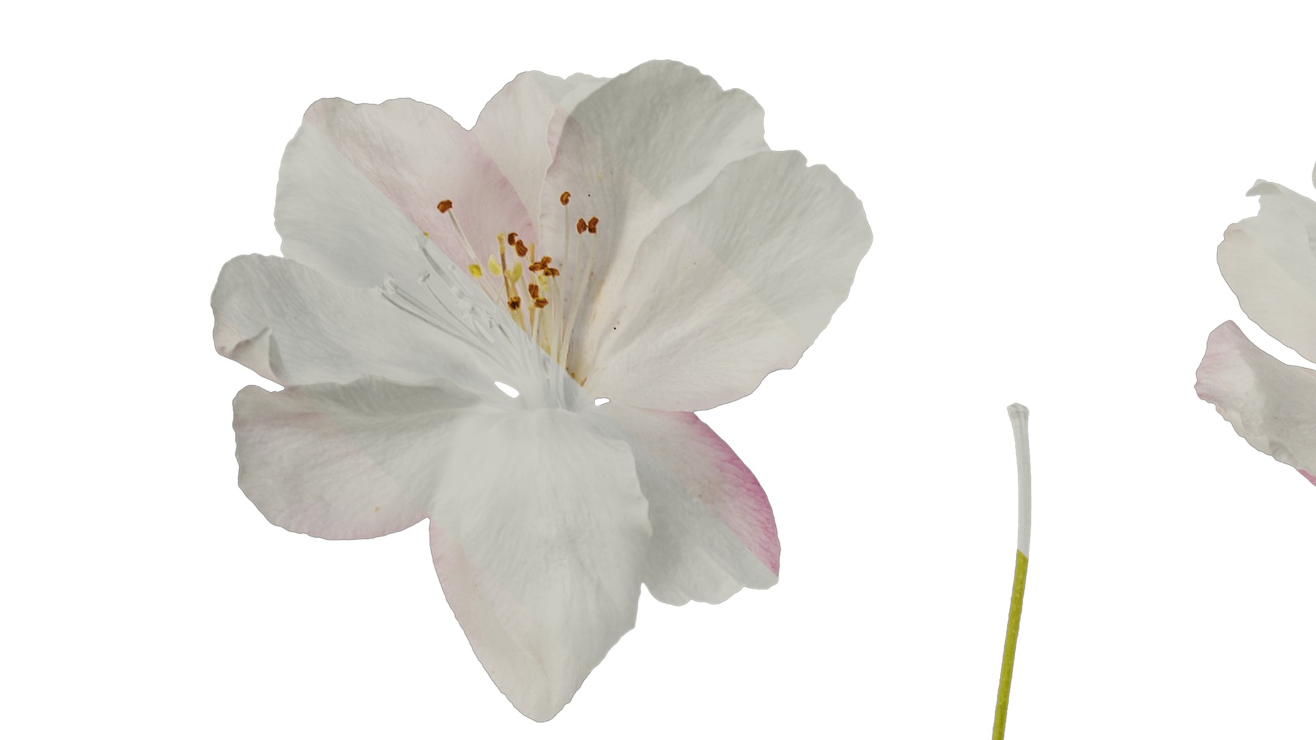 Anydrafts Malus micromalus Flower 07 Texture_1