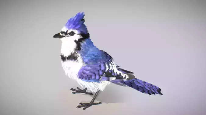 Blue Jay