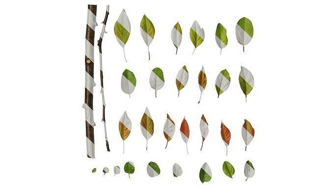 Anydrafts Malus micromalus Leaf 01 Texture
