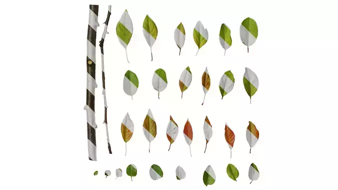 Anydrafts Malus micromalus Leaf 01 Texture
