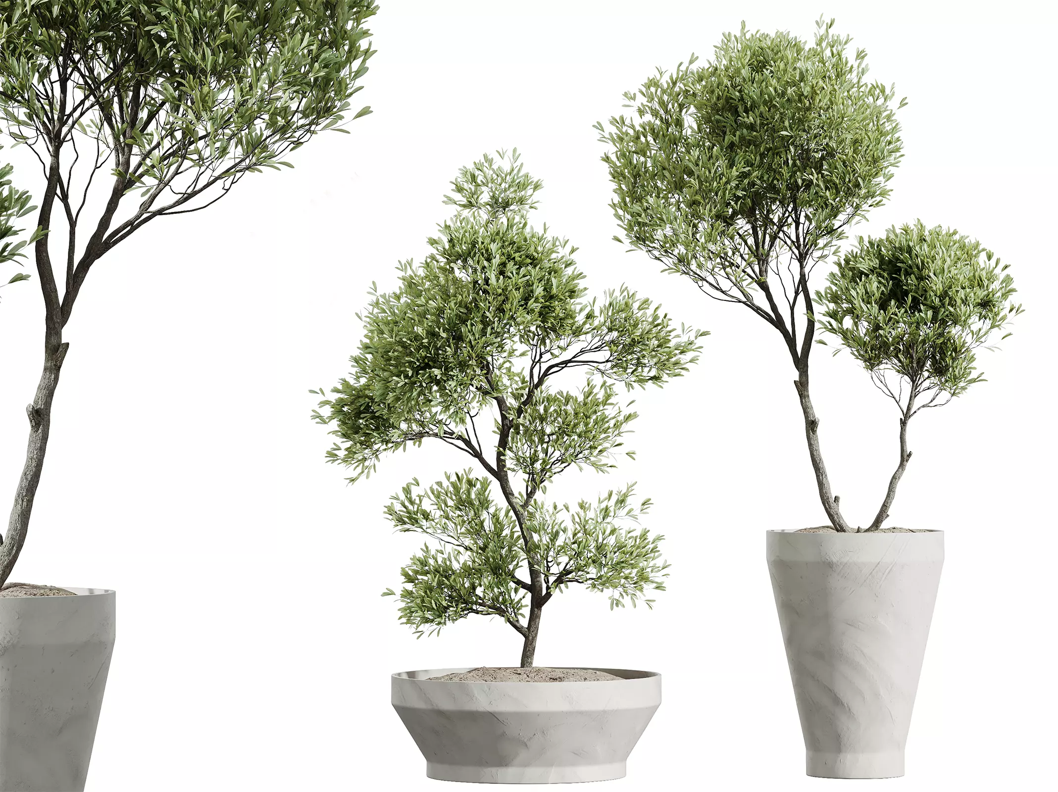 AV HousePlants Mission Kalamata Leccino Arbequina Olive Set42 3D model_0