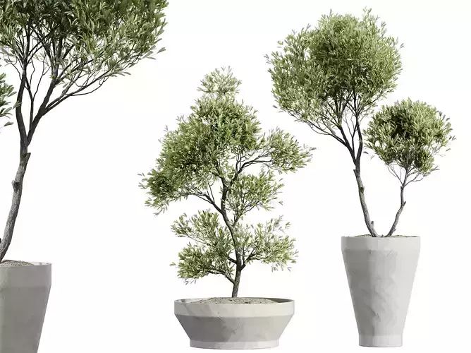 AV HousePlants Mission Kalamata Leccino Arbequina Olive Set42 3D model