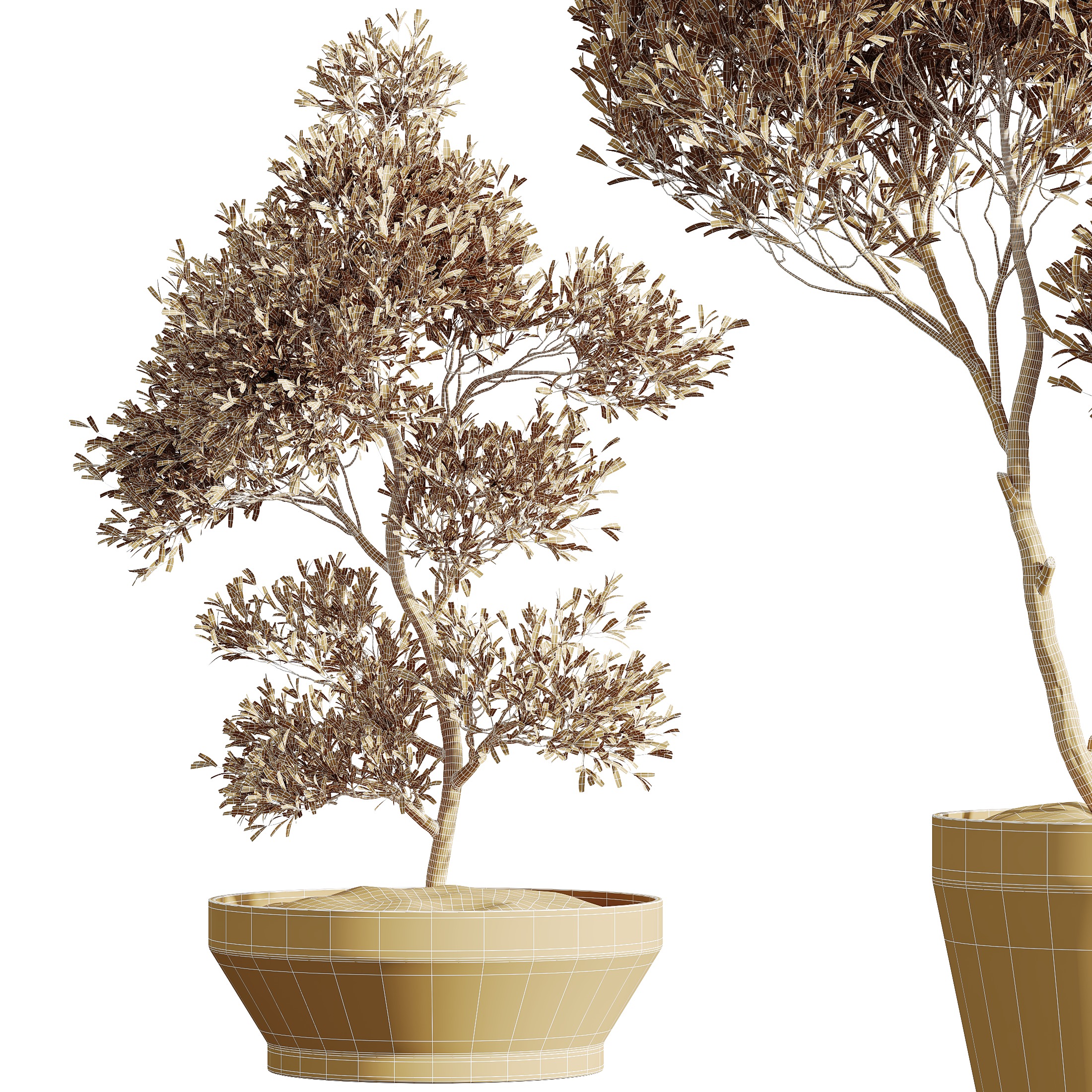 AV HousePlants Mission Kalamata Leccino Arbequina Olive Set42 3D model_4