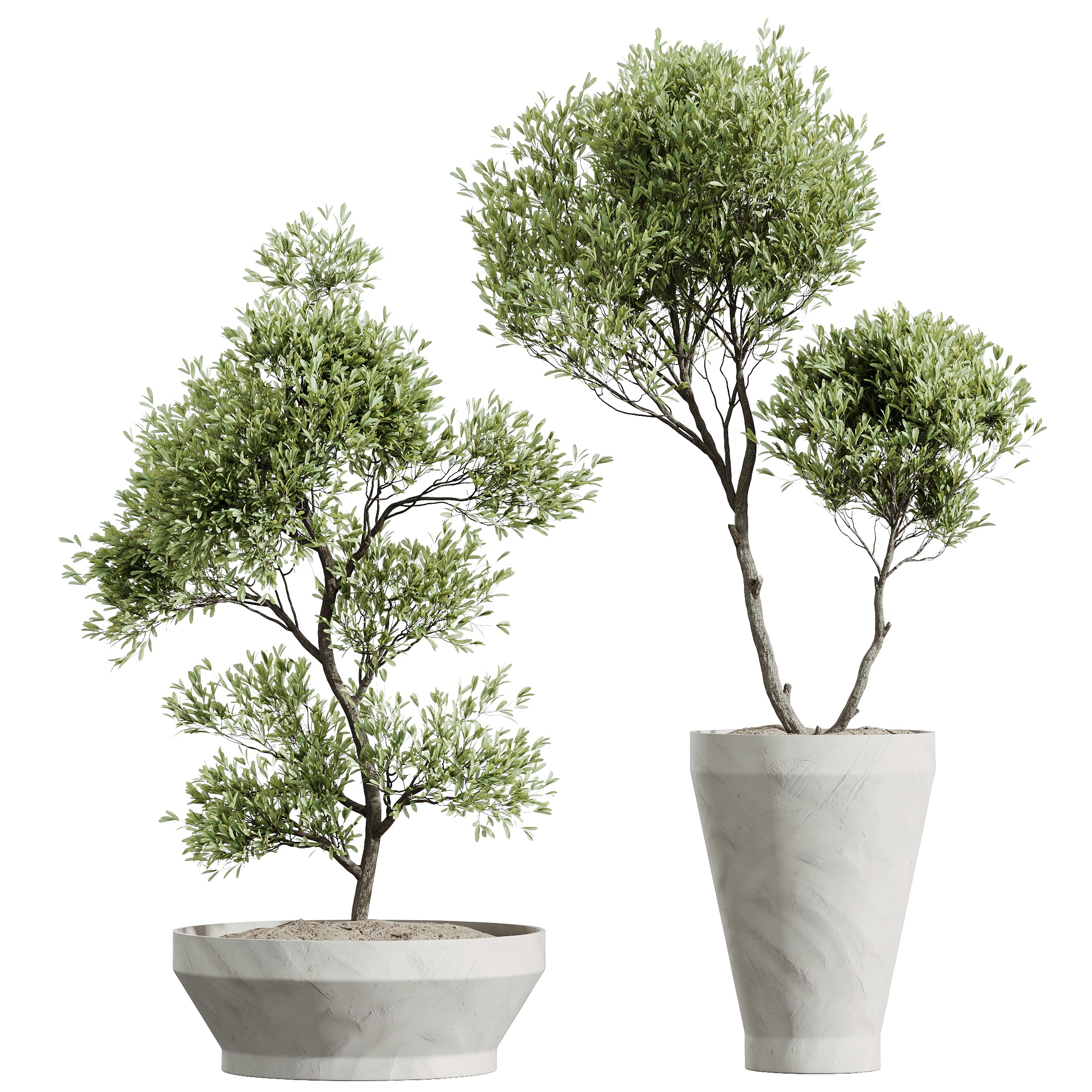 AV HousePlants Mission Kalamata Leccino Arbequina Olive Set42 3D model_3