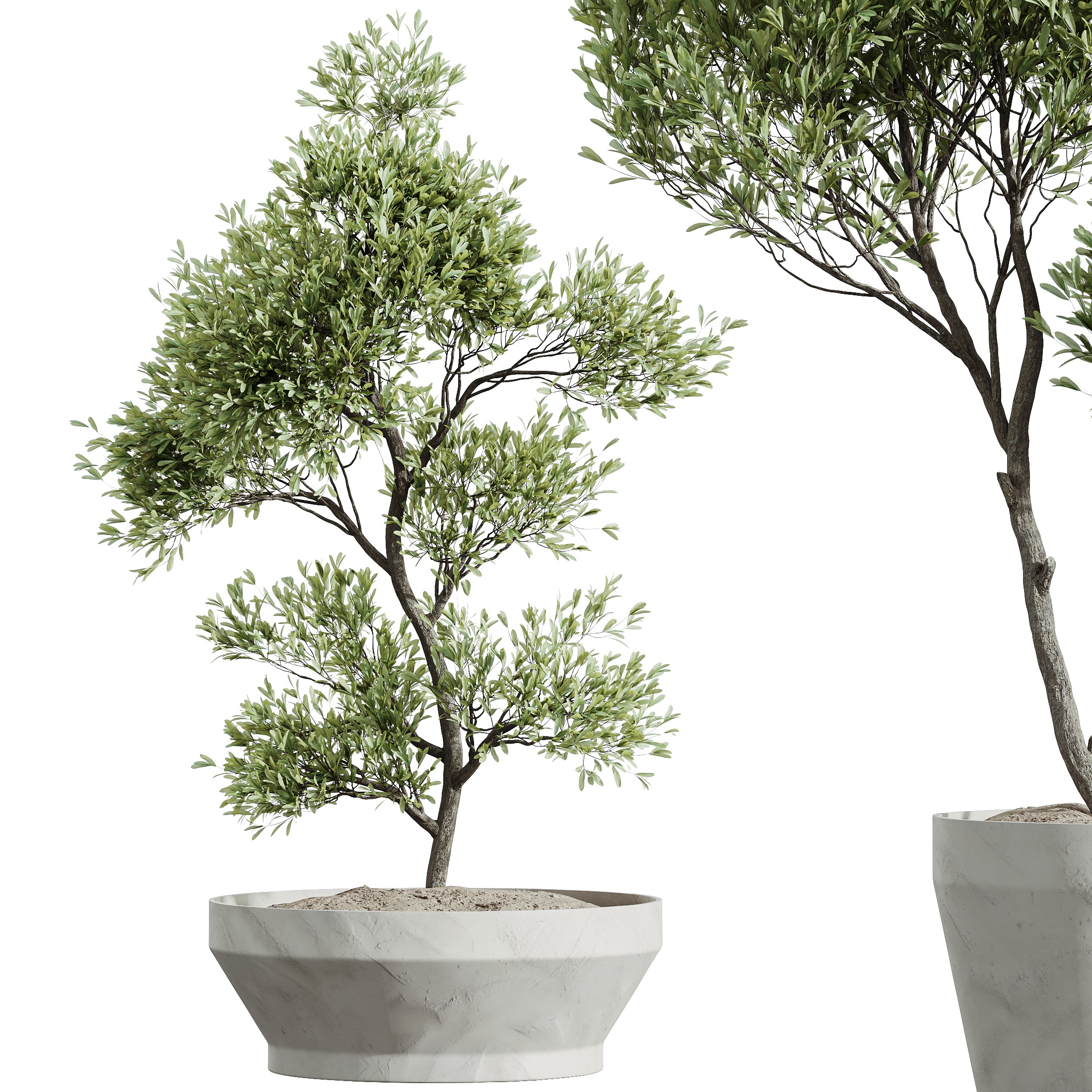 AV HousePlants Mission Kalamata Leccino Arbequina Olive Set42 3D model_1