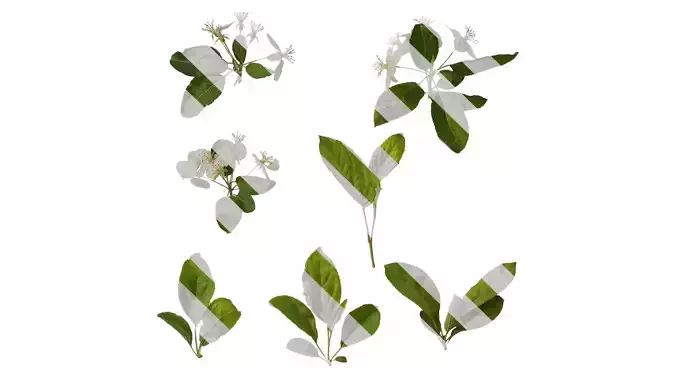 Anydrafts Malus sieboldii Atlas 01