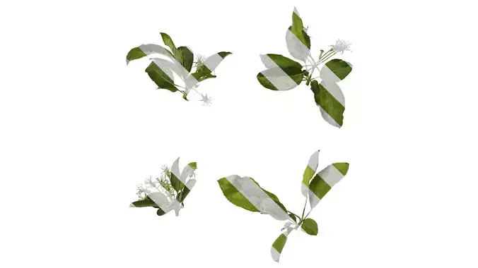 Anydrafts Malus sieboldii Atlas 02