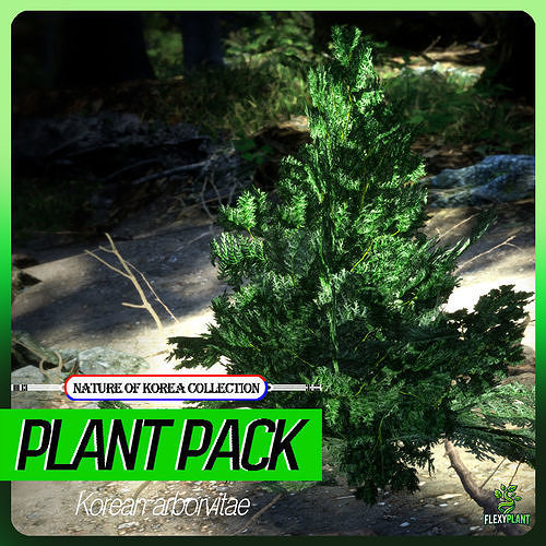 Korean Endemic Species Plant - 4 Korean arborvitae Tree Low-poly 3D model