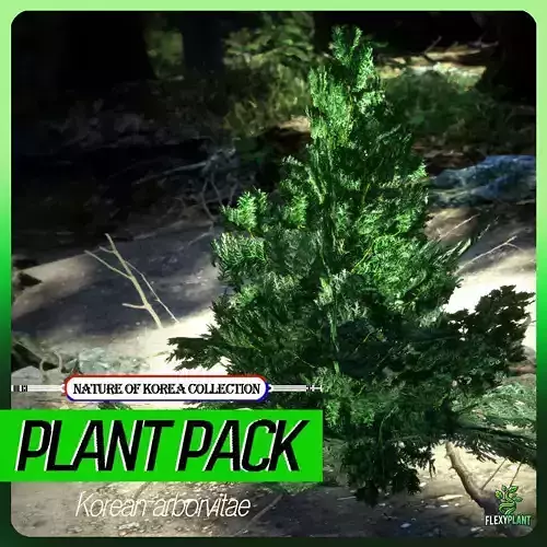 Korean Endemic Species Plant - 4 Korean arborvitae Tree