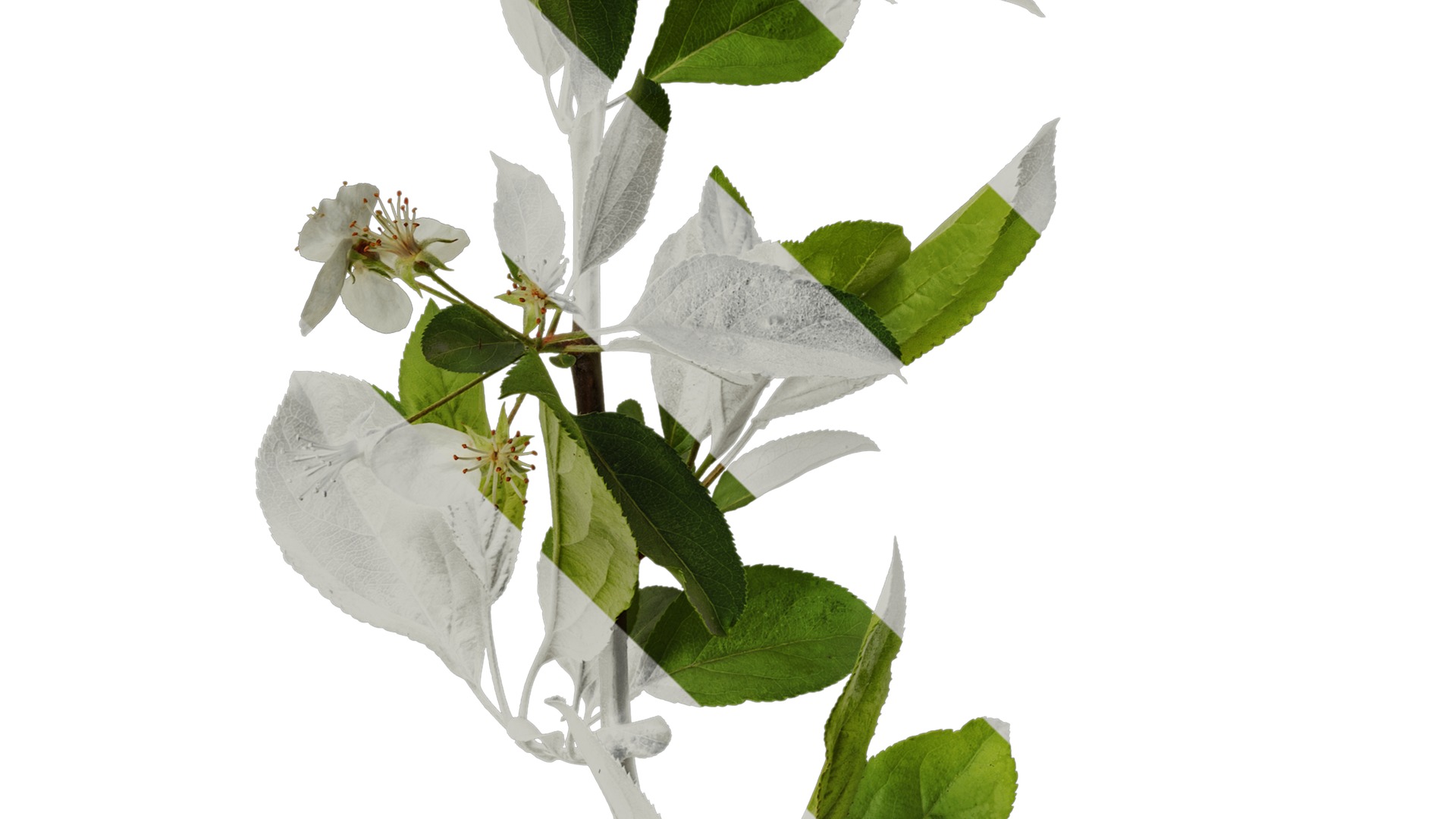 Anydrafts Malus sieboldii Atlas 03 Texture_5