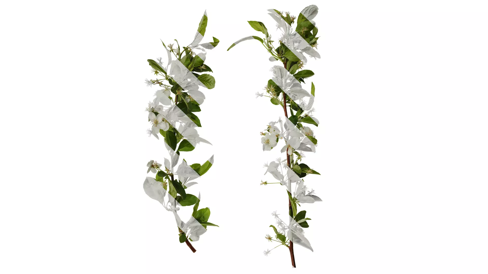 Anydrafts Malus sieboldii Atlas 03 Texture_0