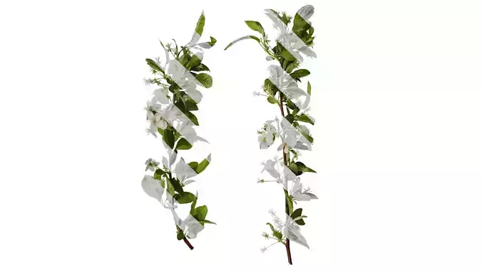 Anydrafts Malus sieboldii Atlas 03