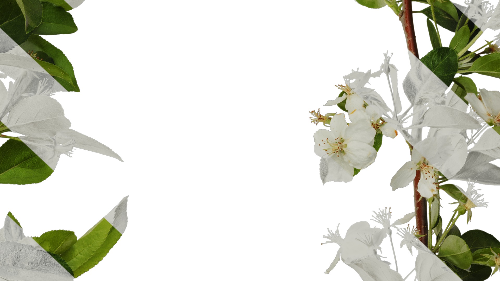 Anydrafts Malus sieboldii Atlas 03 Texture_7