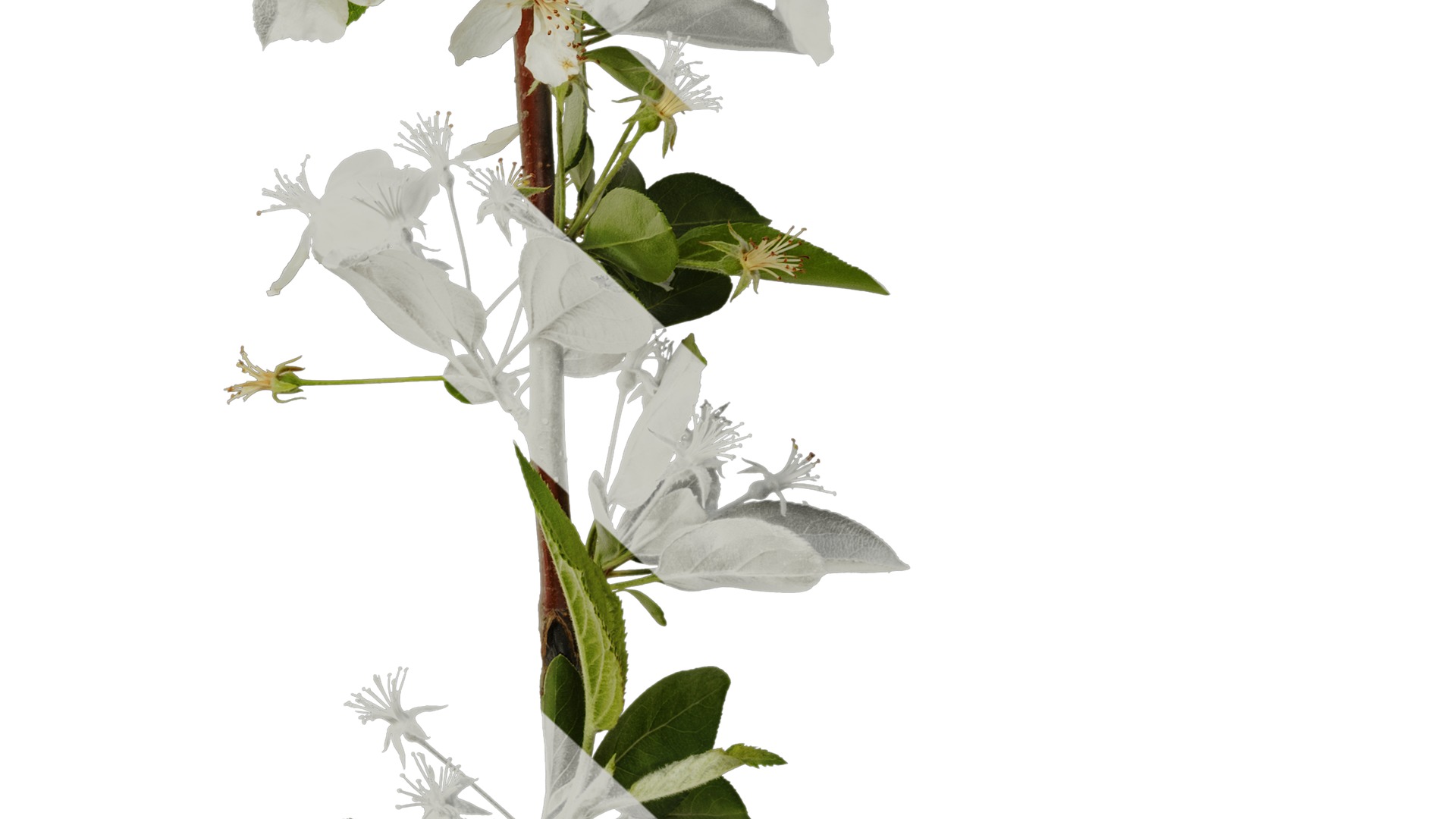 Anydrafts Malus sieboldii Atlas 03 Texture_6