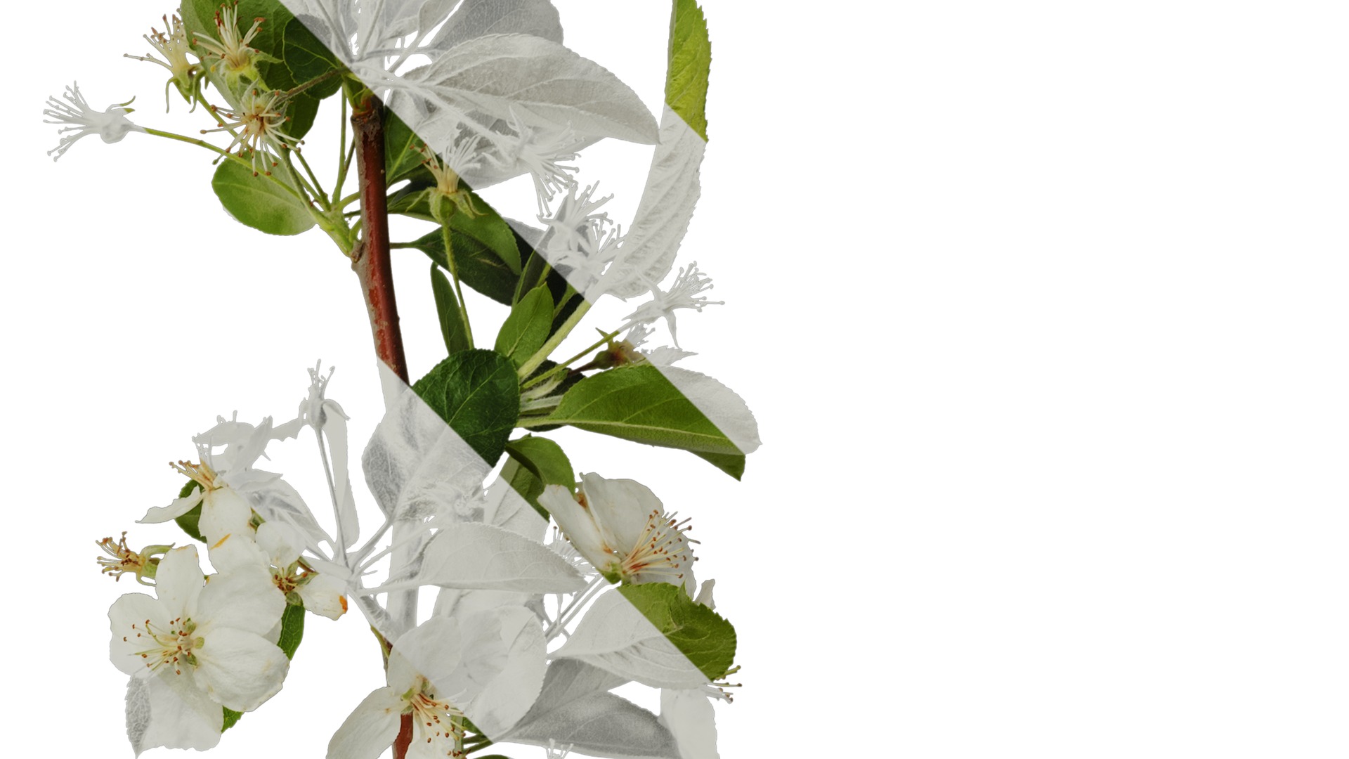 Anydrafts Malus sieboldii Atlas 03 Texture_4