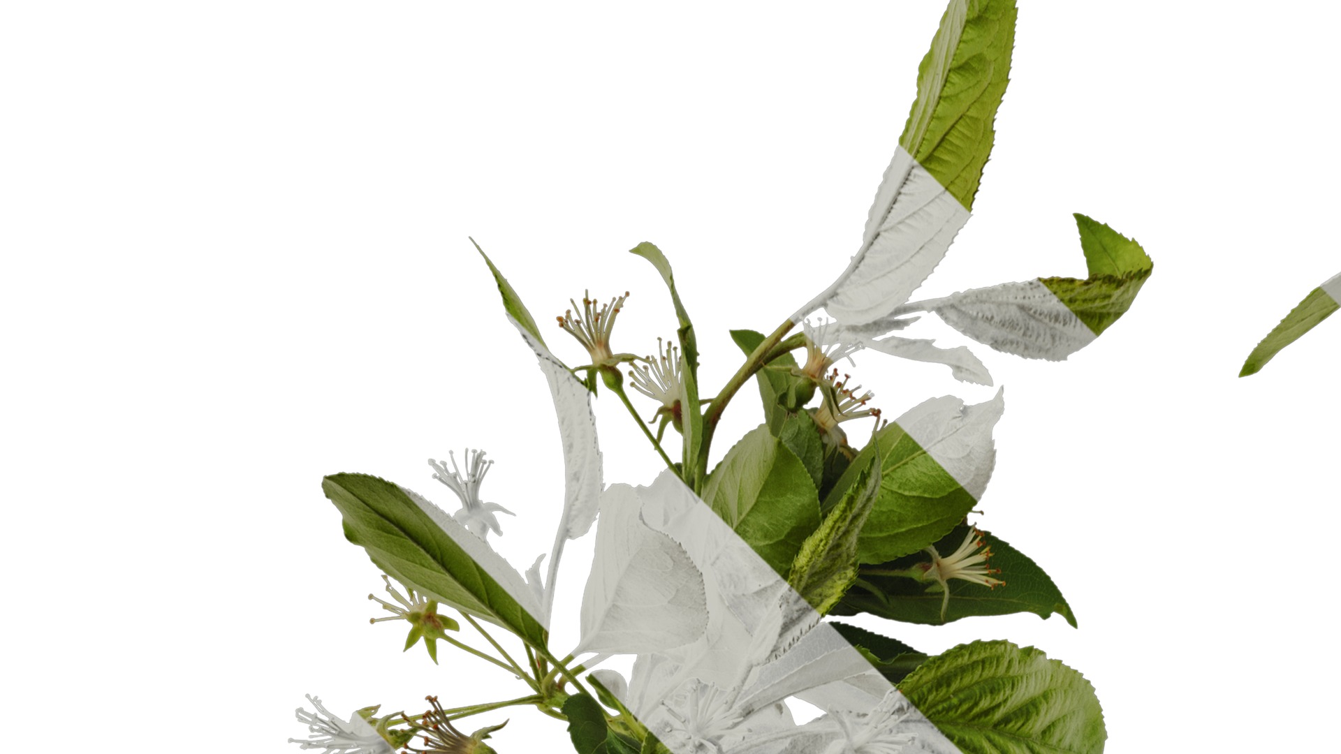 Anydrafts Malus sieboldii Atlas 03 Texture_1