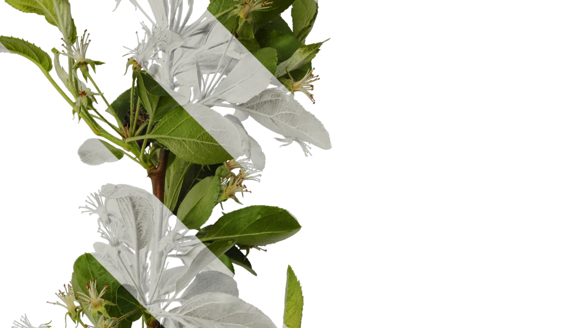 Anydrafts Malus sieboldii Atlas 03 Texture_2