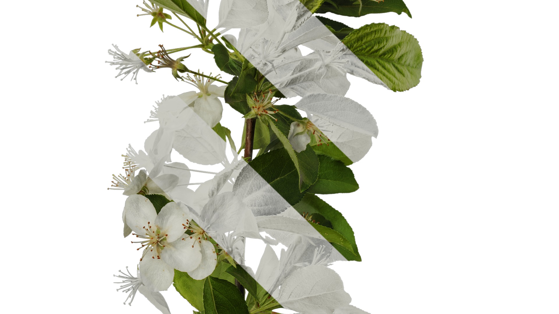 Anydrafts Malus sieboldii Atlas 03 Texture_3