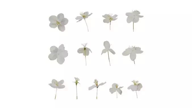 Anydrafts Malus sieboldii Flower 01