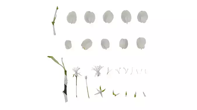 Anydrafts Malus sieboldii Flower 02