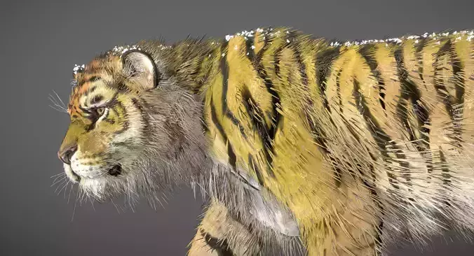  Siberian Tiger